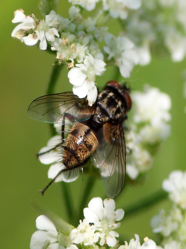 Diptera da id.